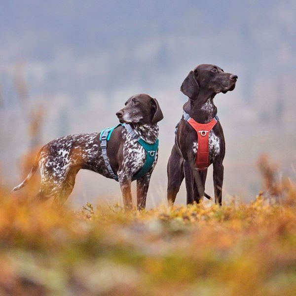 Шлейка для великих порід собак Hurtta Rover Harness Бірюзовий 45-60 45350 фото