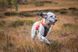 Светоотражающий жилет Protector vest Non-stop dogwear Оранжевый S 40843 фото 3