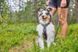 Шлейка для собак Line harness 5.0 Non-stop dogwear Фіолетовий 3 40602 фото 2