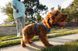 Повсякденна шлейка для собак Ruffwear Front Range&reg; XS 43-56 см Синій 30777 фото 11
