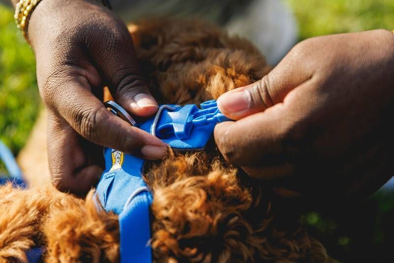 Повсякденна шлейка для собак Ruffwear Front Range&reg; XS 43-56 см Синій 30777 фото