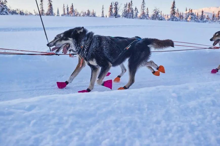 Ошейник для собак Polar Non-stop dogwear Черный M 40416 фото