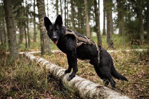 Шлея для собак Freemotion harness defense Non-stop dogwear Зеленый 10 41441 фото
