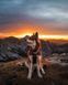 Нашийник для собак Polar Non-stop dogwear Чорний L 40417 фото 3