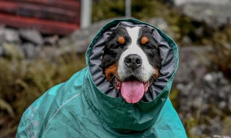 Дождевик для собак Hurtta Monsoon coat II ECO Бирюзовый 55 33343 фото