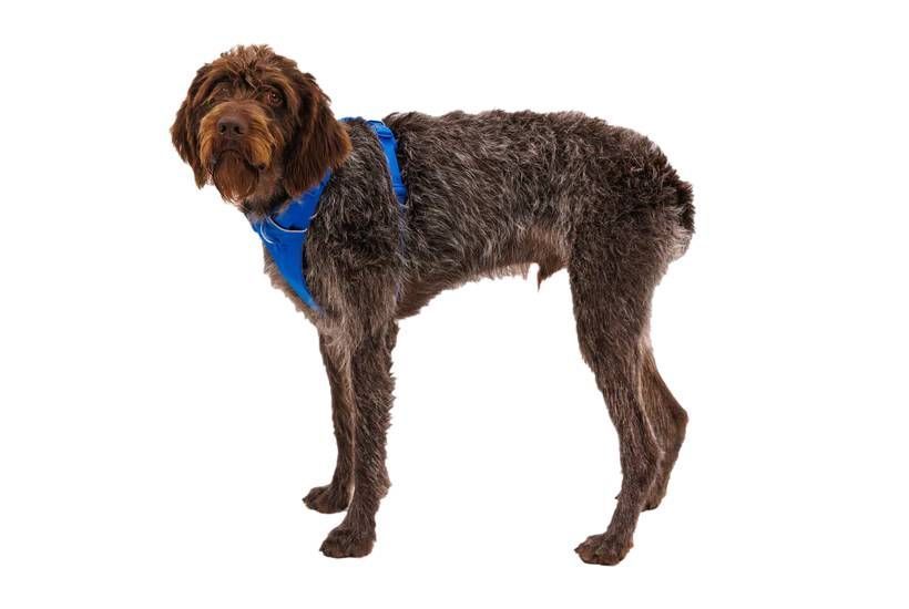Повсякденна шлейка для собак Ruffwear Front Range&reg; S 56-69 см Синій 30778 фото