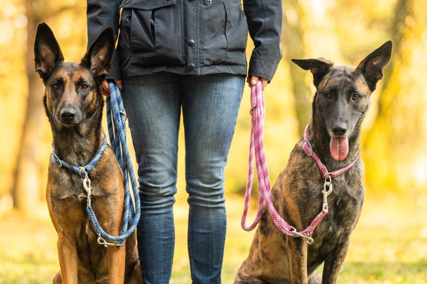 Повідець-канат для собак Wolters Everest-Rope Programme Leash extra long 3 м/9 мм Синій з блакитним 45476 фото