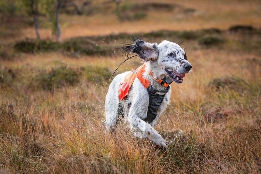 Светоотражающий жилет Protector vest Non-stop dogwear Оранжевый M 40844 фото