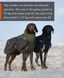 Вовняна куртка для собак Glacier wool jacket 2.0 Non-stop dogwear Зелений/Сірий 30 41009 фото 10