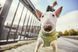 Флісова куртка для собак Hurtta Razzle-Dazzle Midlayer 25 Сірий 31453 фото 8