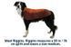 Водонепроницаемая куртка для собак Ruffwear Vert&trade; S Оранжевый 30559 фото 8