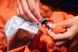 Спальний мішок для собак Bivvy bag Non-stop dogwear Помаранчевий L 40554 фото 1