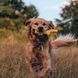 Іграшка з отвором для ласощів для собак Beco Pets Super Stick Жовтий 31352 фото 2