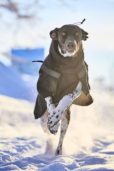 Куртка для собак Trekking insulated Non-stop dogwear Чорний 30 41045 фото