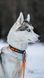 Нашийник для собак Trail quest collar Non-stop dogwear Чорний з помаранчевим S 40468 фото 4