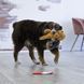 Игрушка для собак Kong Comfort Pups Goldie M 45418 фото 2