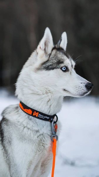 Нашийник для собак Trail quest collar Non-stop dogwear Чорний з помаранчевим M 40469 фото