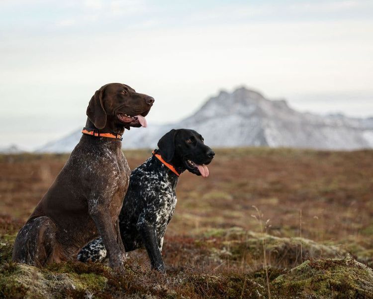 Нашийник для собак Trail quest collar Non-stop dogwear Чорний з помаранчевим M 40469 фото