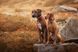Нашийник для собак Trail quest collar Non-stop dogwear Чорний з помаранчевим M 40469 фото 2