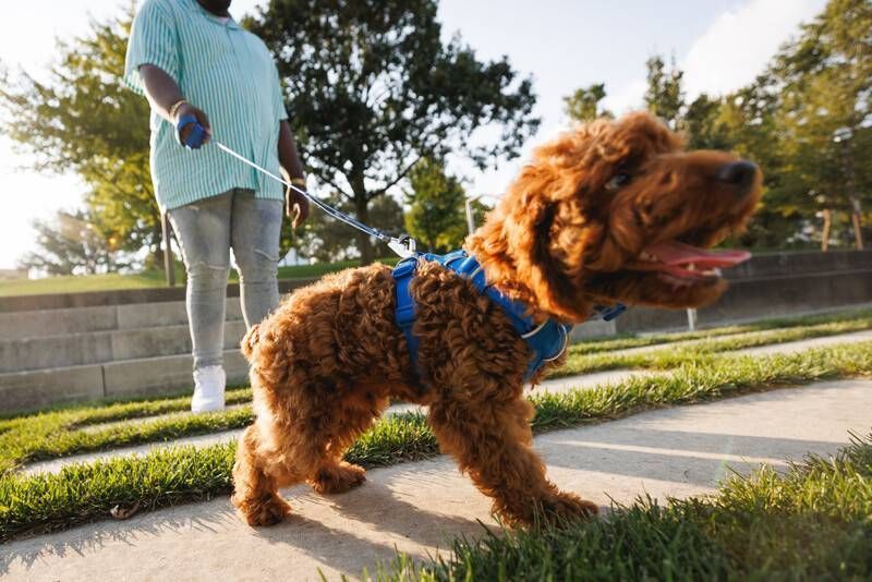 Повседневная шлейка для собак Ruffwear Front Range&reg; L/XL 81-107 см Синий 30780 фото