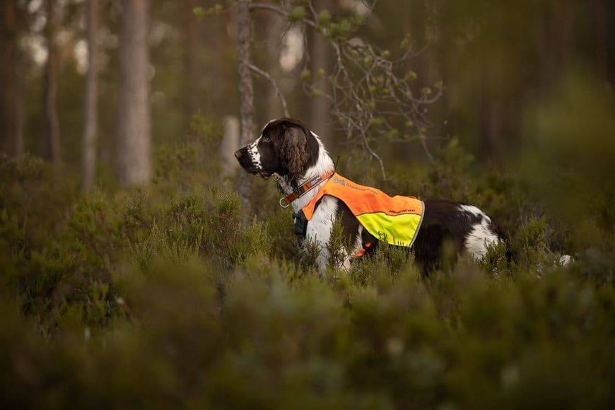 Світловідбивний жилет Protector vest Non-stop dogwear Помаранчевий XL 40846 фото