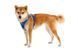 Повсякденна шлейка для собак Ruffwear Front Range XXS 33-43 см Синьо-блакитний 30781 фото 6