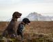 Ошейник для собак Trail quest collar Non-stop dogwear Черный с оранжевым L 40470 фото 3