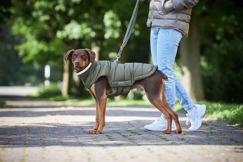 Теплая куртка для собак Wolters Cosy Оливковый 26 см 39462 фото
