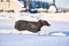 Куртка для собак Trekking insulated Non-stop dogwear Чорний 40 41048 фото 6