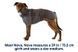 Тепла куртка для собак Ruffwear Furness&trade; M Сірий 30398 фото 2