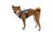 Автошлейка для собак Ruffwear Load Up&trade; S 56-69 см Синий 30844 фото 7