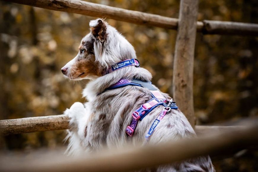 Ошейник для собак Non-stop dogwear Trail quest collar RP signature edition Фиолетовый/Розовый S 40471 фото