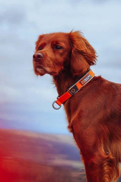 Ошейник для собак Cruise Non-stop dogwear Оранжевый L 40422 фото