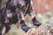 Носки для собак Solid sock Non-stop dogwear Черный S 4 Шт. 40322 фото 4