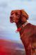 Ошейник для собак Cruise Non-stop dogwear Оранжевый XL 40423 фото 2