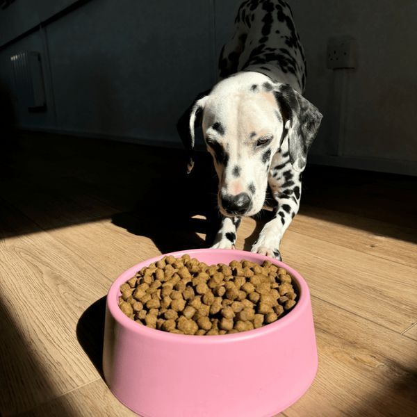 Миска зі 100% переробленого пластику для собак Beco Pets Steady Bowls Рожевий L 45568 фото