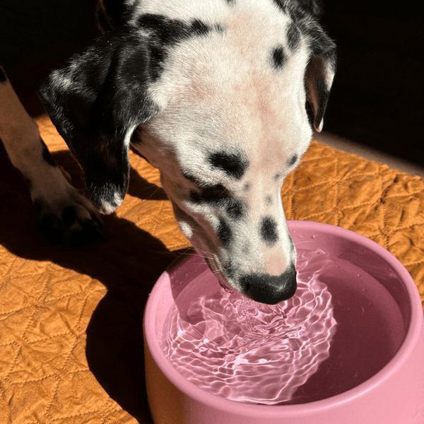Миска зі 100% переробленого пластику для собак Beco Pets Steady Bowls Рожевий L 45568 фото