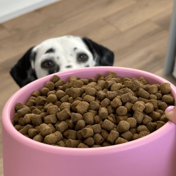 Миска зі 100% переробленого пластику для собак Beco Pets Steady Bowls Рожевий L 45568 фото
