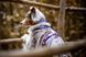 Ошейник для собак Non-stop dogwear Trail quest collar RP signature edition Non-stop dogwear Фиолетовый/Розовый L 40473 фото 2