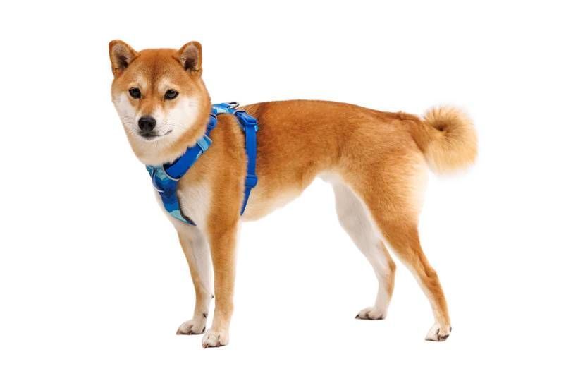 Повседневная шлейка для собак Ruffwear Front Range&reg; M 69-81 см Сине-голубой 30784 фото