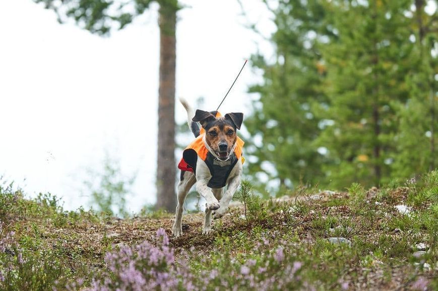 Світловідбивний жилет Protector vest GPS Non-stop dogwear Помаранчевий M 40850 фото