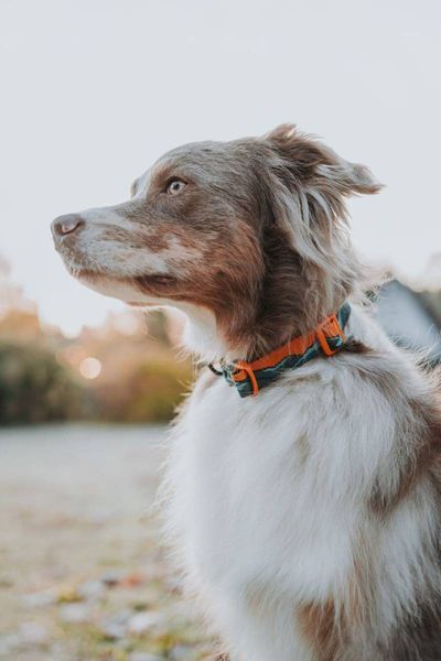 Нашийник для собак Trail quest collar RP signature edition Non-stop dogwear Бірюзовий/Дуб S 40474 фото