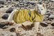 Рефлективный дождевик для собак Hurtta Mudventure Reflective Coat 25 Желтый 31402 фото 8