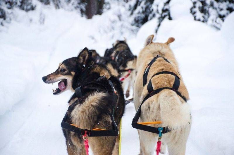 Шлея для собак Nansen stick harness Non-stop dogwear Черный 6,5 40724 фото