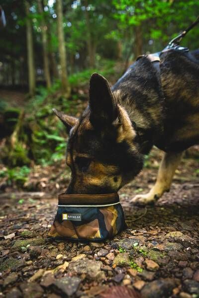 Повсякденна шлейка для собак Ruffwear Front Range&reg; XXS 33-43 см Сіро-коричневий 30786 фото