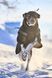 Куртка для собак Trekking insulated Non-stop dogwear Чорний 60 41052 фото 7