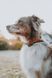 Нашийник для собак Trail quest collar RP signature edition Non-stop dogwear Бірюзовий/Дуб M 40475 фото 4
