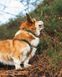 Нашийник для собак Trail quest collar RP signature edition Non-stop dogwear Бірюзовий/Дуб M 40475 фото 5