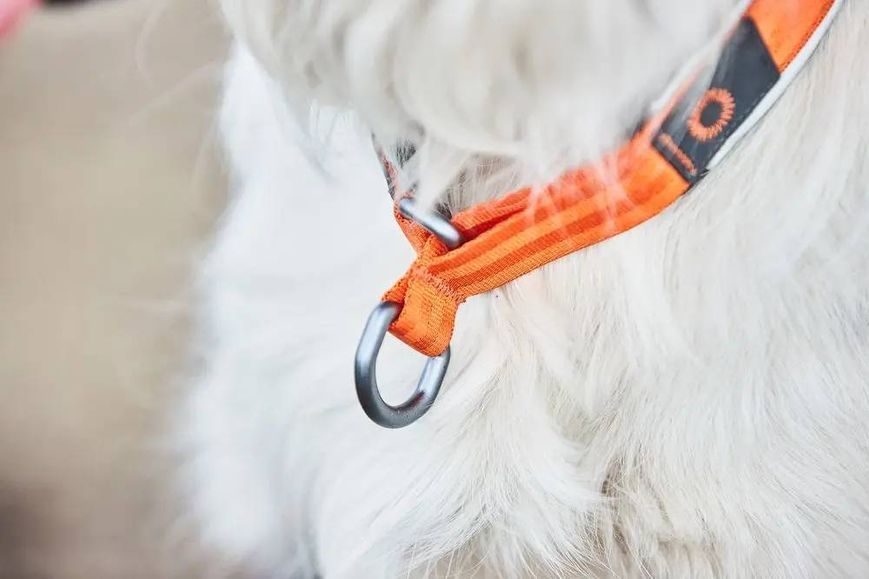 Ошейник для собак Cruise Non-stop dogwear Оранжевый 3XL 40425 фото