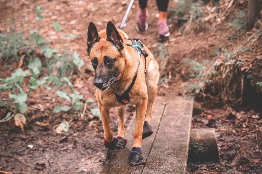 Шкарпетки для собак Solid sock Non-stop dogwear Чорний XL 4 Шт. 40325 фото